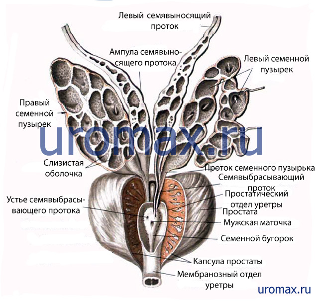 Головка простата. Семявыносящий проток и семенные пузырьки. Предстательная железа и семенные пузырьки анатомия. Семявыносящие протоки, семенные пузырьки предстательная железа. Семенные пузырьки топография.